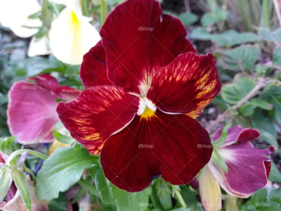 fiery red pansy