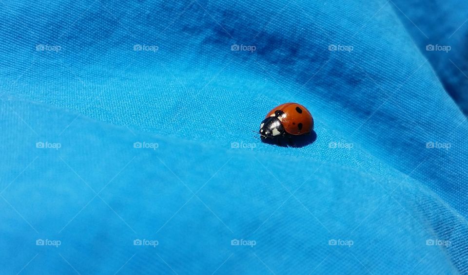 Red Ladybug Aka Ladybird Crawling on a Blue Shirt