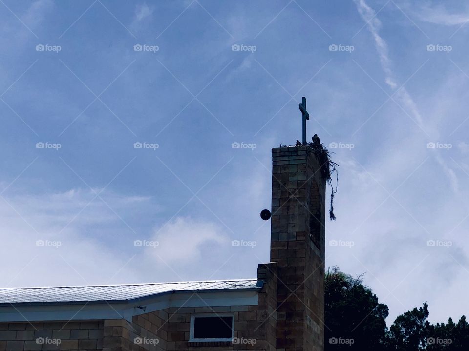 Osprey and nest atop brick church steeple tower 