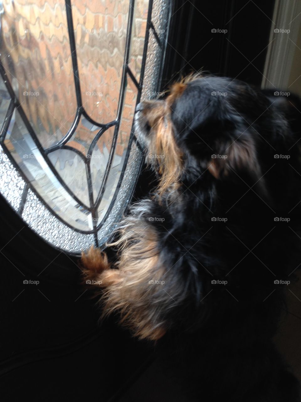Chorkie in a window