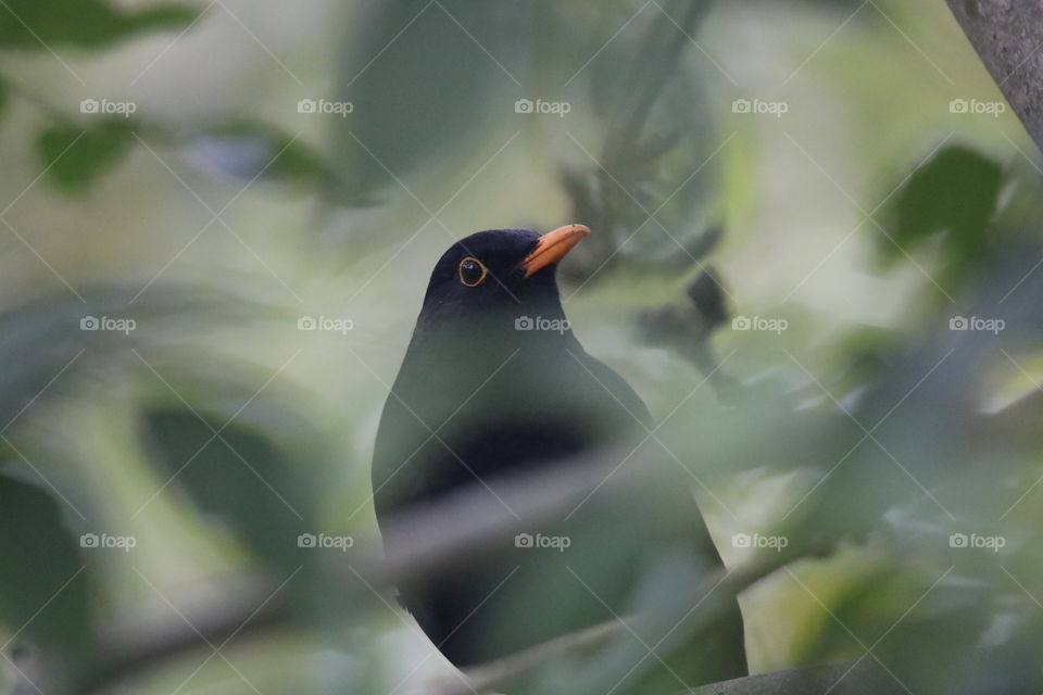 Blackbird 