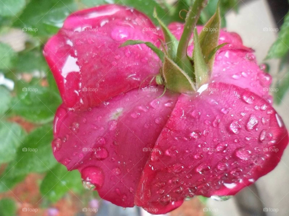 green flower red leaves by jmh