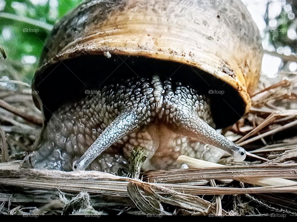 one snail photography