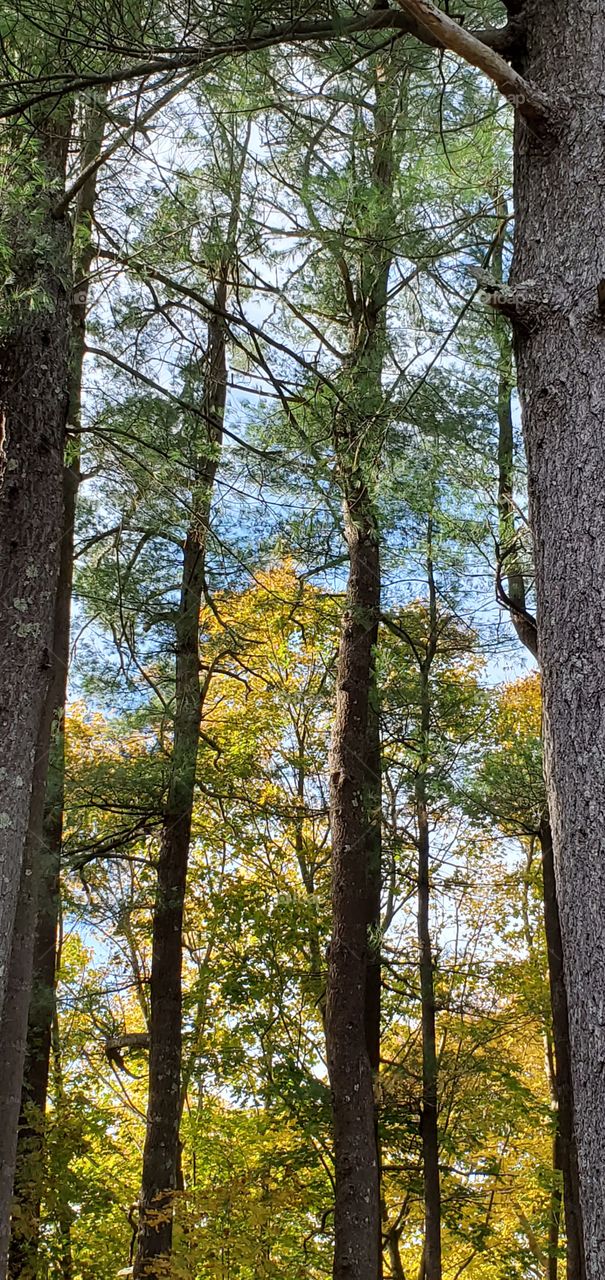 Autumn yellow tree in woods, framed by two sets of pine trees. Looking through the woods, it's a blue sky & clear day.
