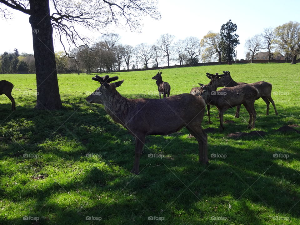 deers in local park