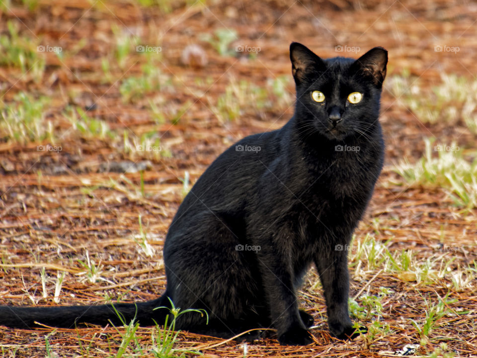 Black Cat Staring. Feral cat in park was sitting and staring at me. I had to take its picture