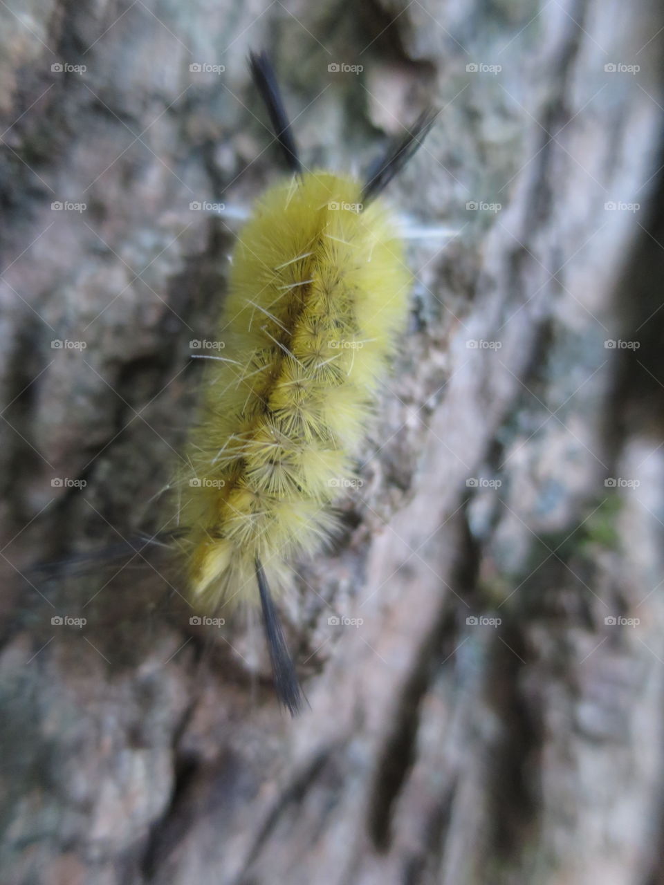 Nature, Insect, No Person, Caterpillar, Outdoors
