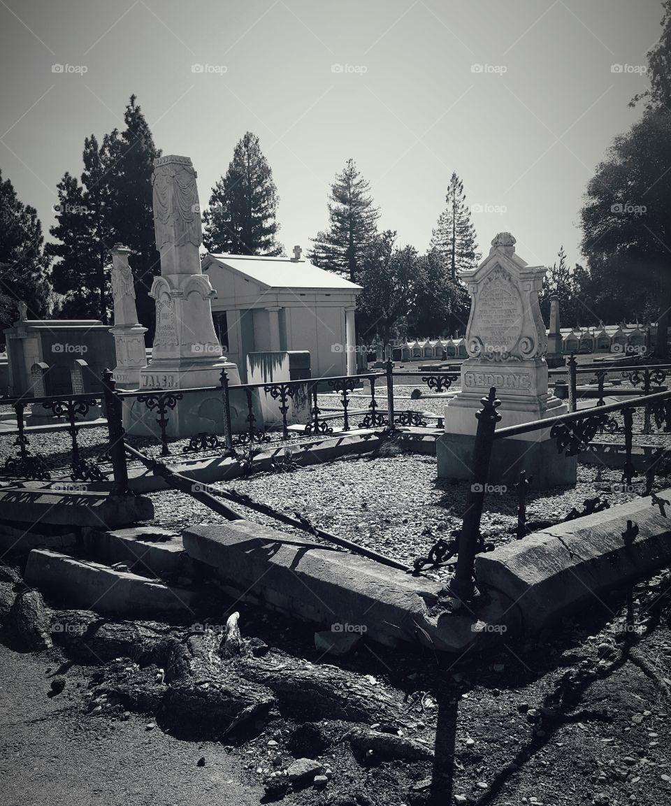 an abandoned gravesite where a trees roots began to emerge. The tree had been removed but not the roots.