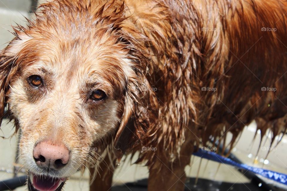 Dog Bath