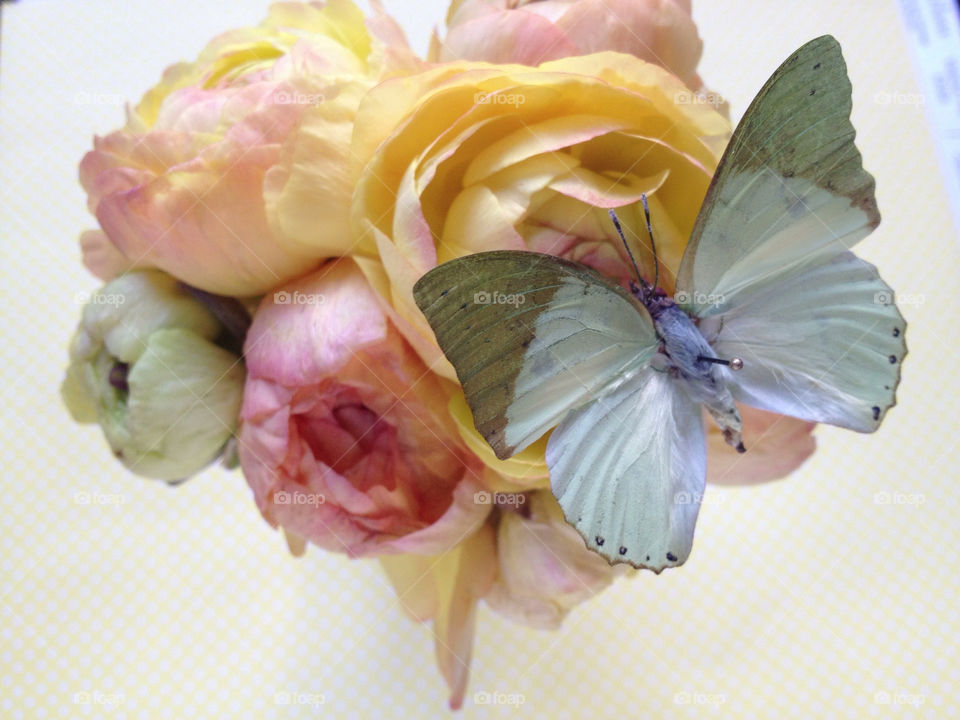 Pale green butterfly on spring flowers