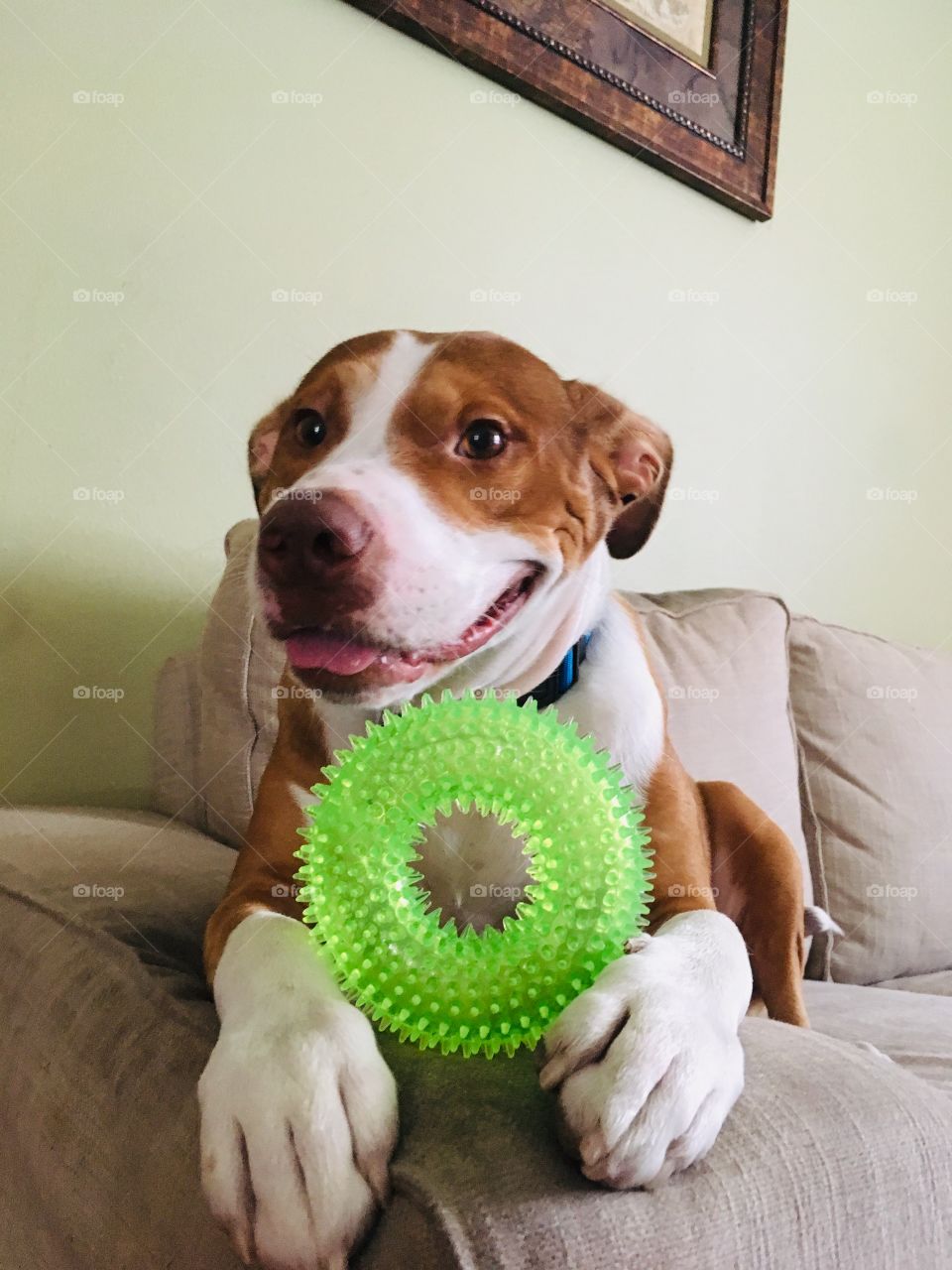 Beautiful pitbull dog holding a green toy