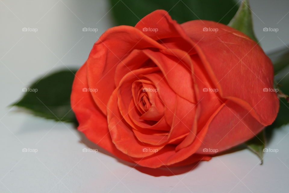 A Rose