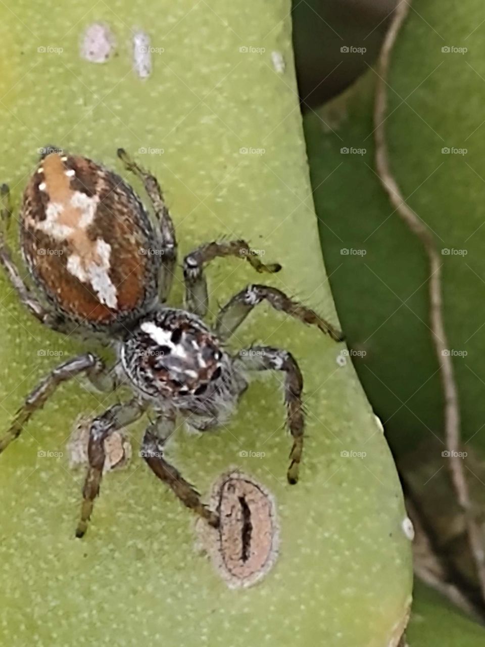 Aranha
