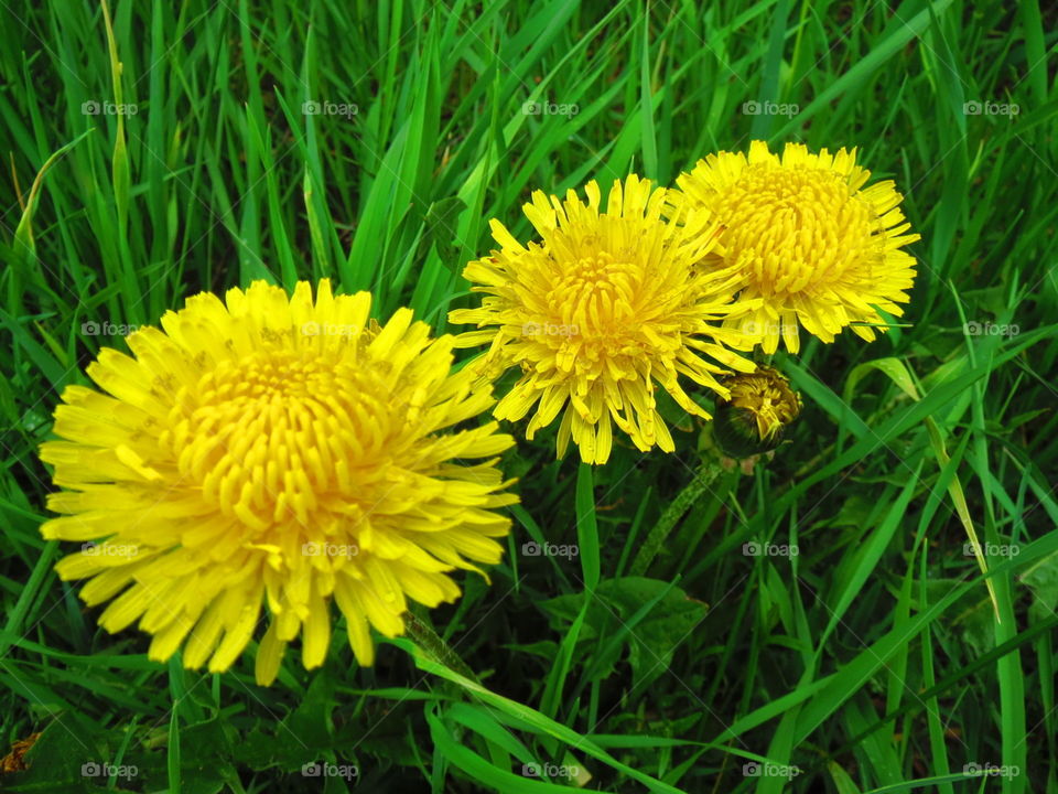 Yellow Triplets. Three Dandelions