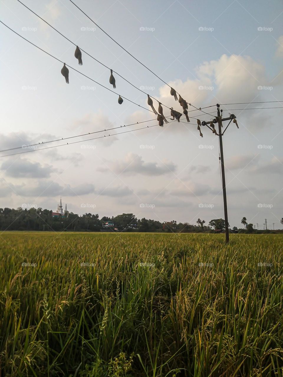 Nests on electric wire and nest building sparrows