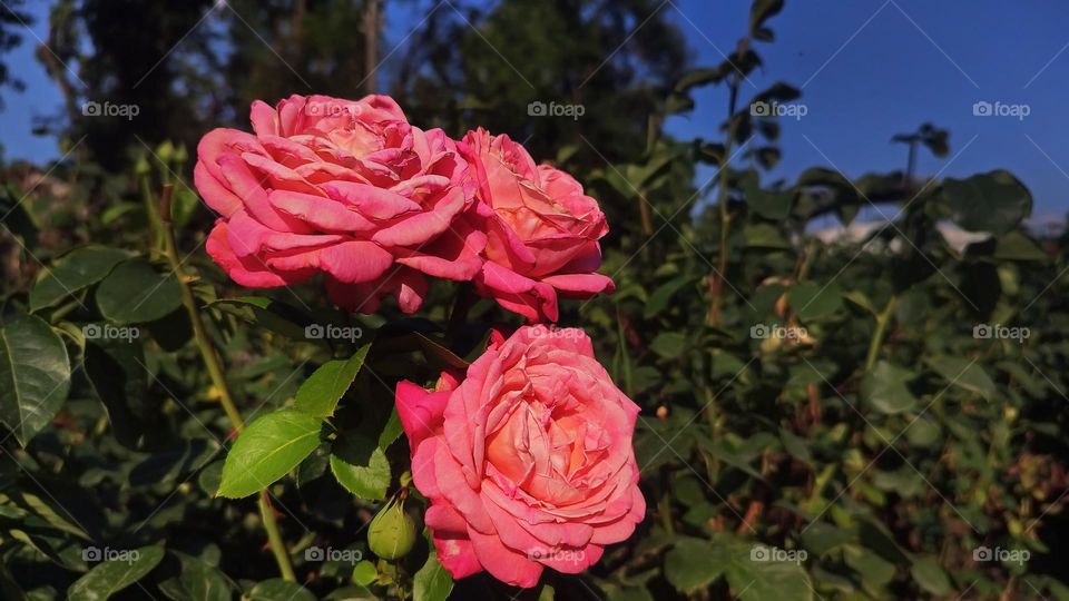 Macro photo of a flower growing in the garden