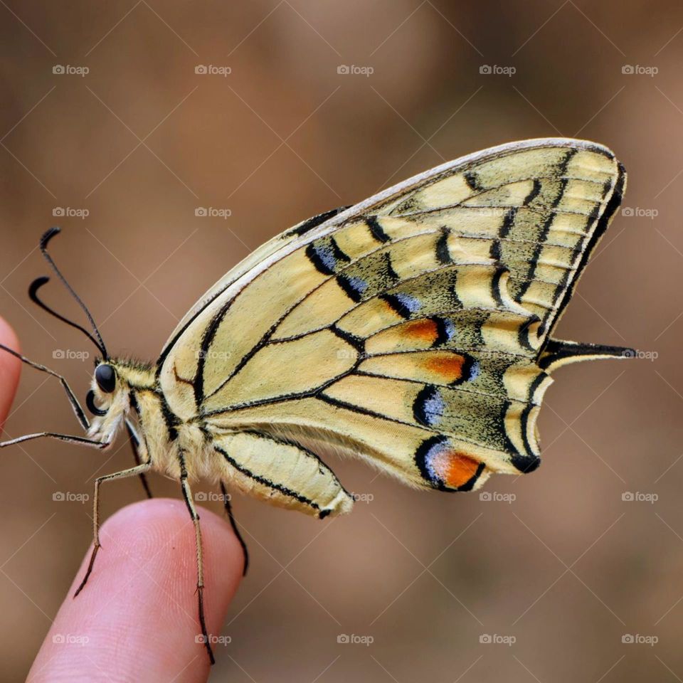 friendly butterfly