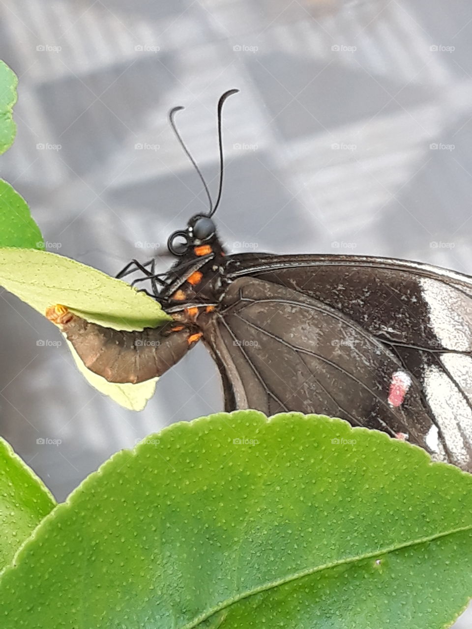 butterfly 's rictual