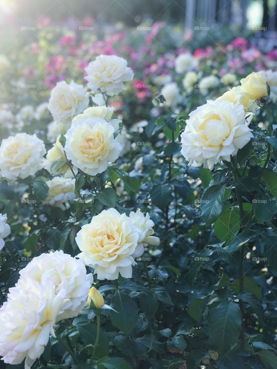 Beautiful roses flowers in summer garden on soft evening light 