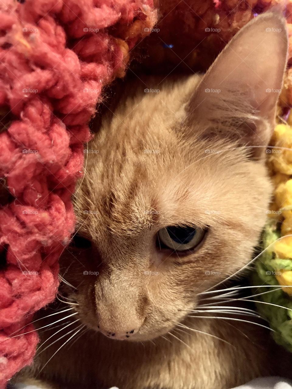 Silly kitty in a rainbow blanket 