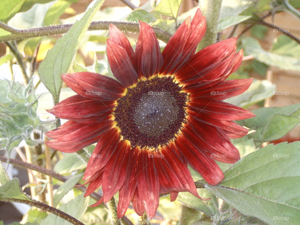 Sonnenblume rot