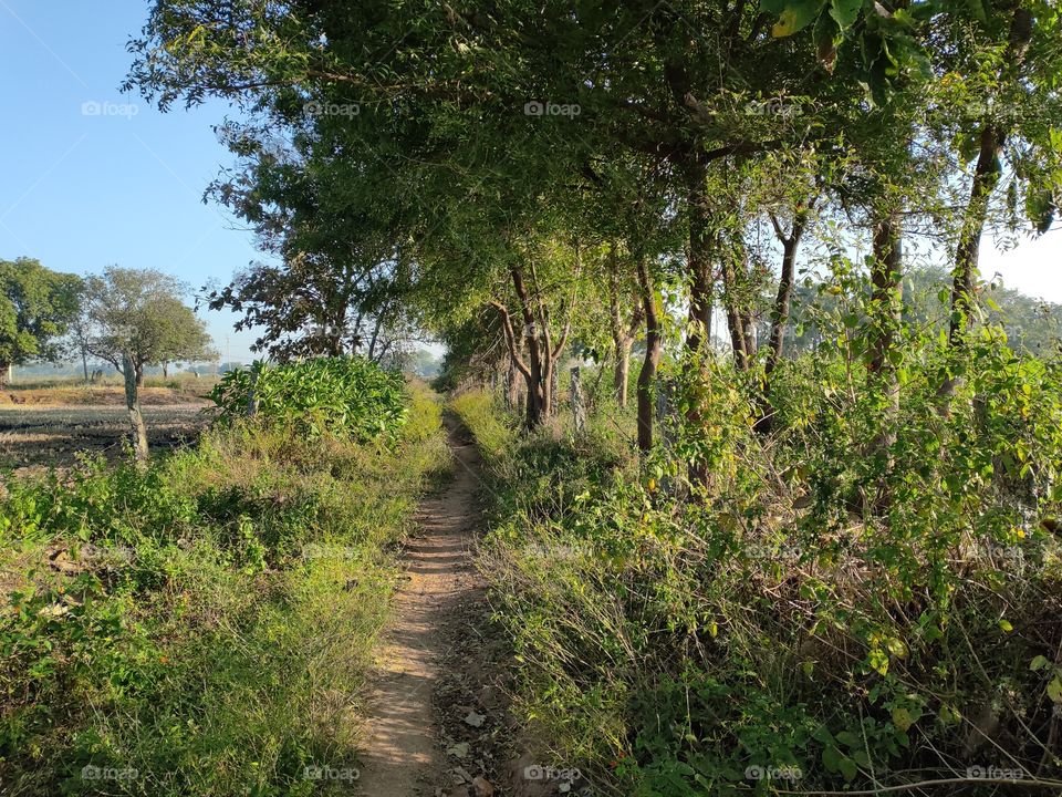 lonely pathway to the beautiful Nature...