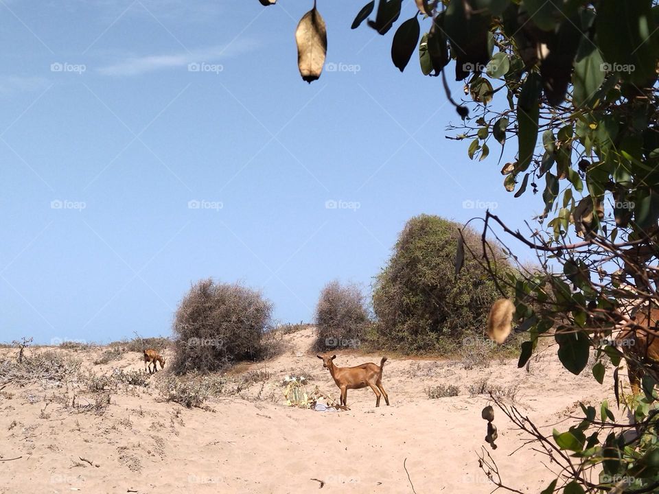 Goat visiting the beach