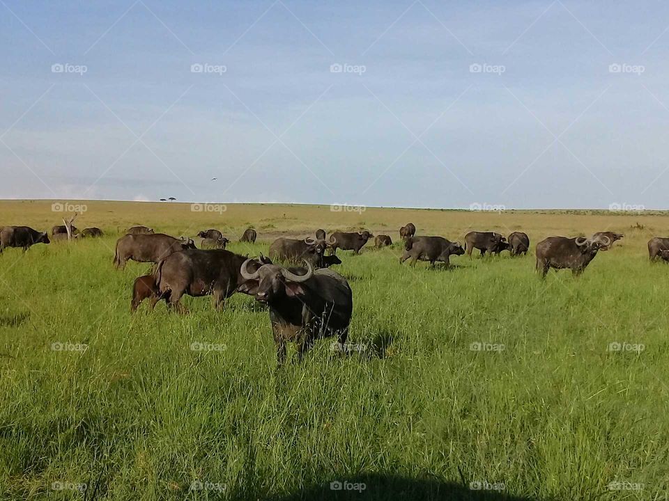 wild buffaloes in Kenya