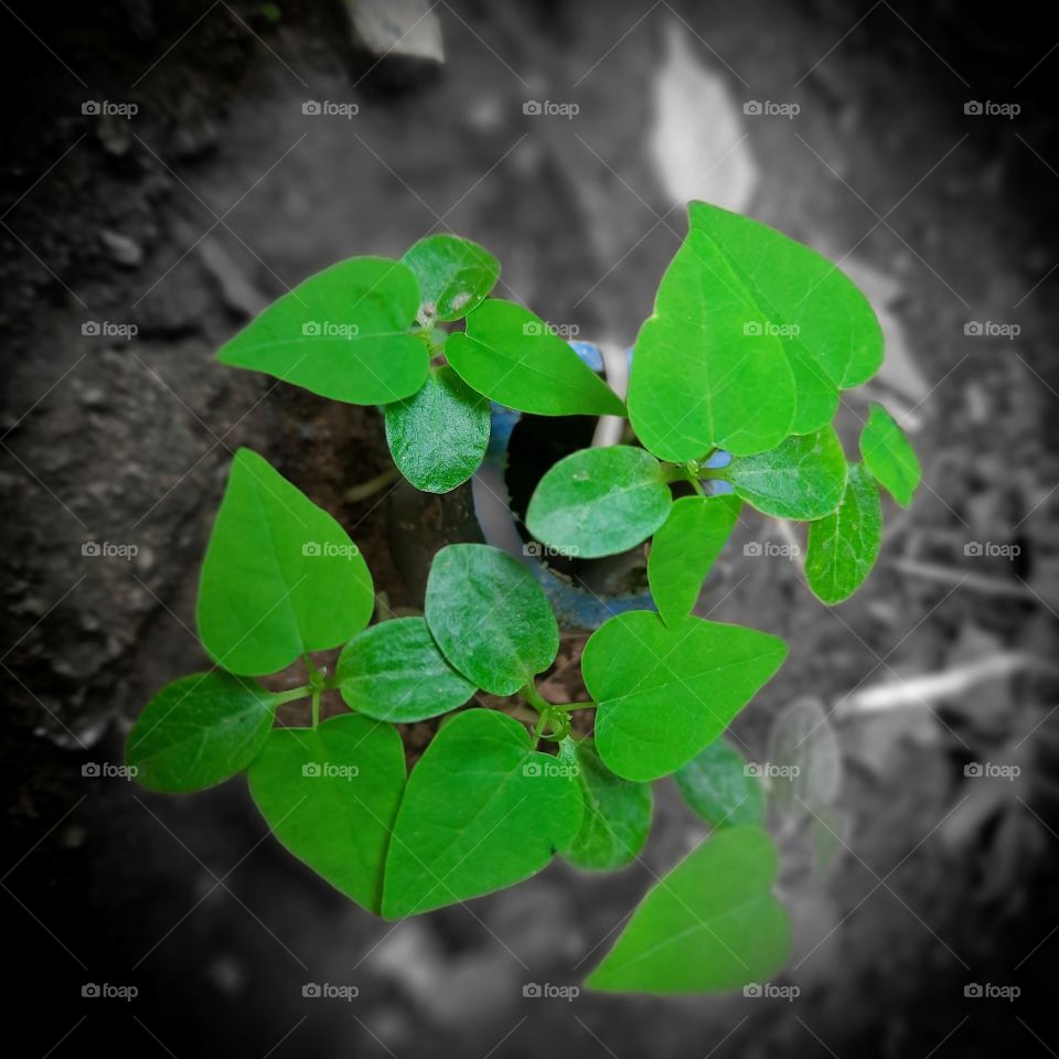 Fresh green leaves captured with black background.
Premna serratifolia is a small tree/shrub in the family Lamiaceae.