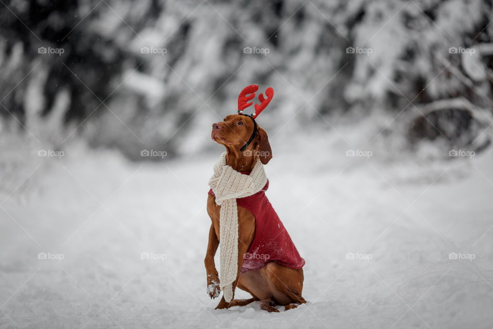 Outdoor portrait of Hungarian vyzhla dog in funny headband 