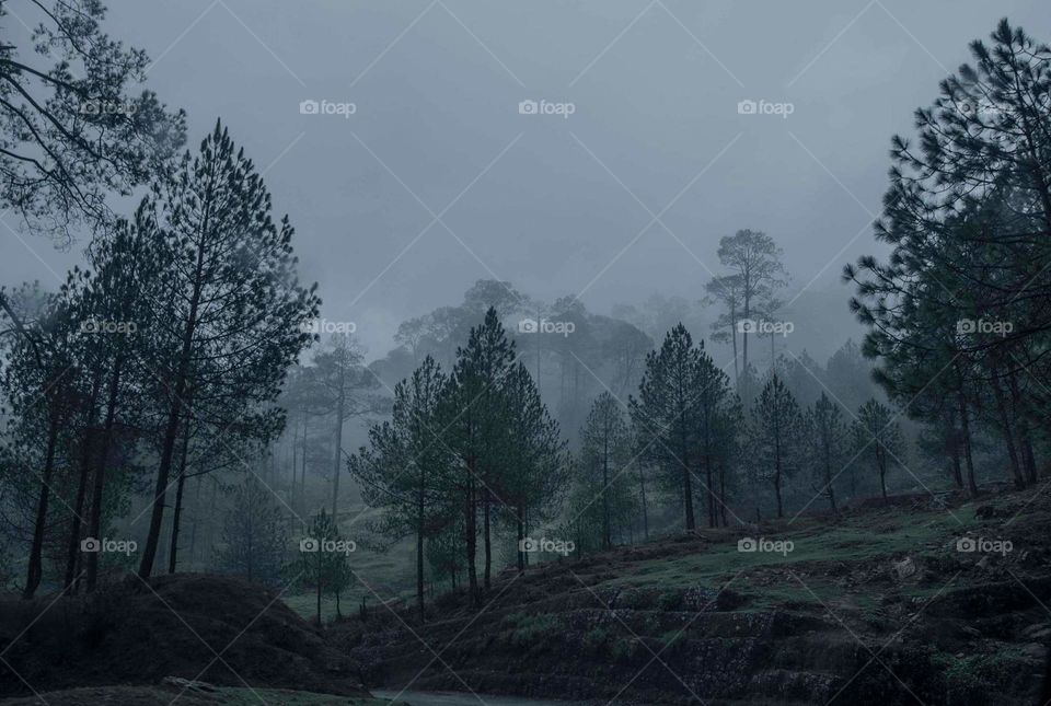 Road through a misty forest