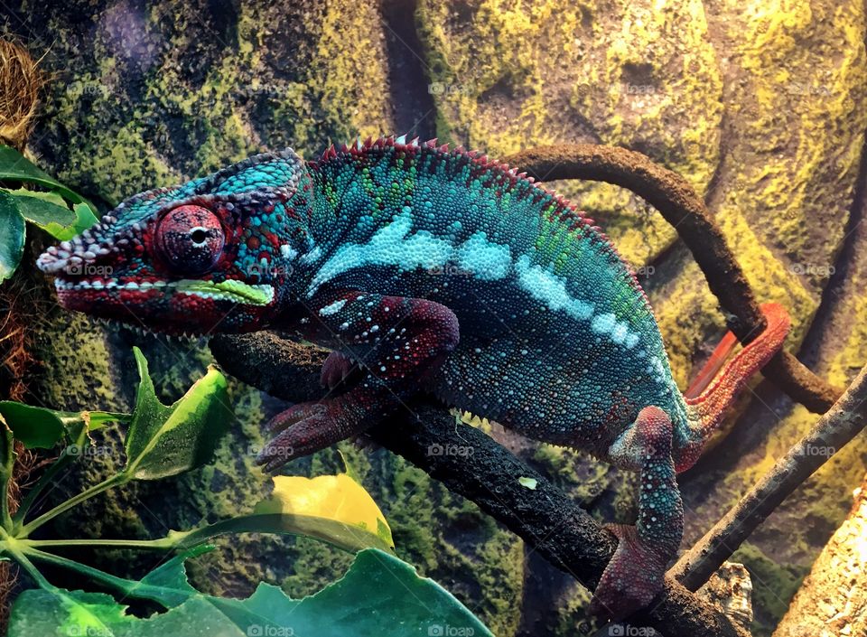 Close-up of chameleon on branch