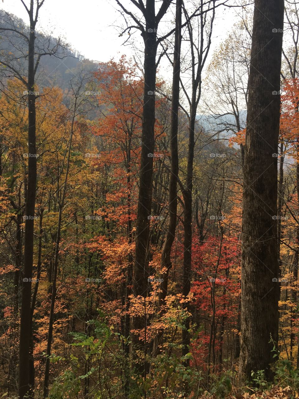 Fall, No Person, Wood, Tree, Leaf