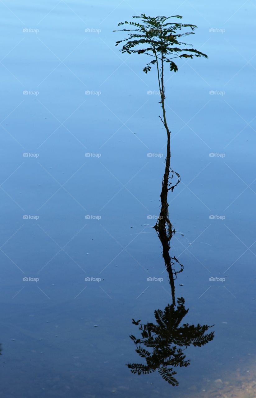 reflections of a plant.