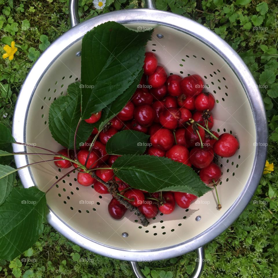 Deliciousness from our own tree