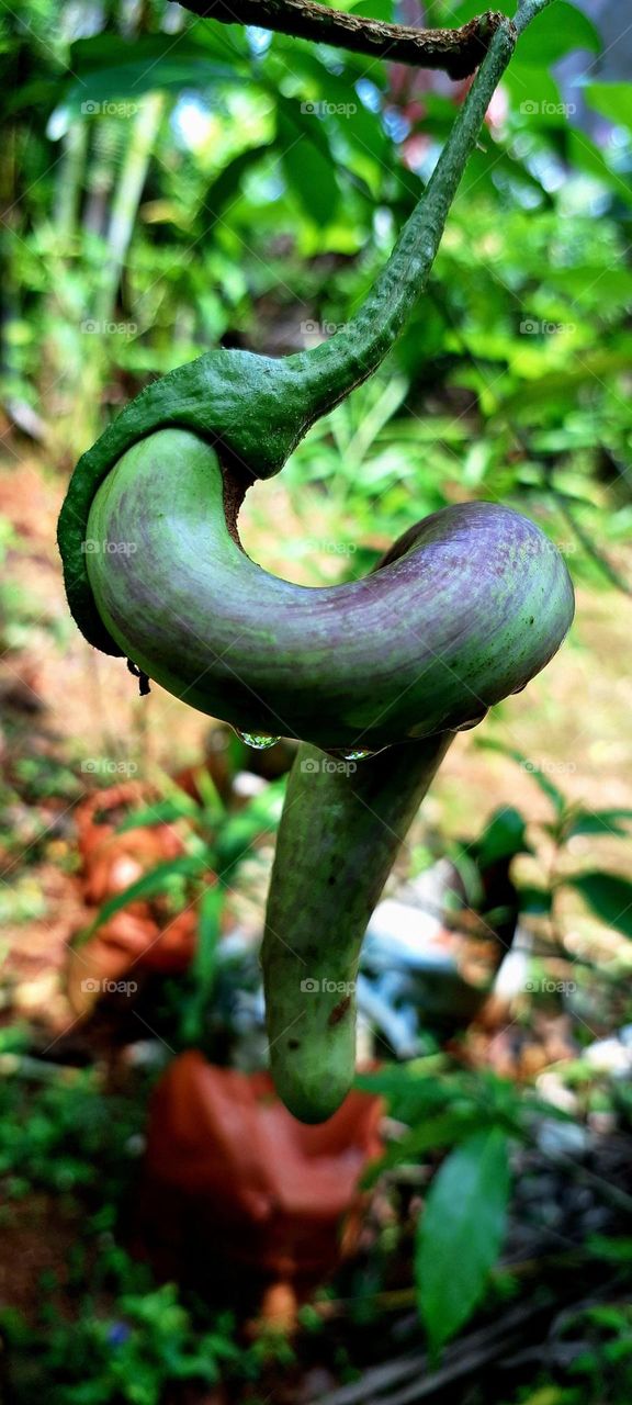 brinjal