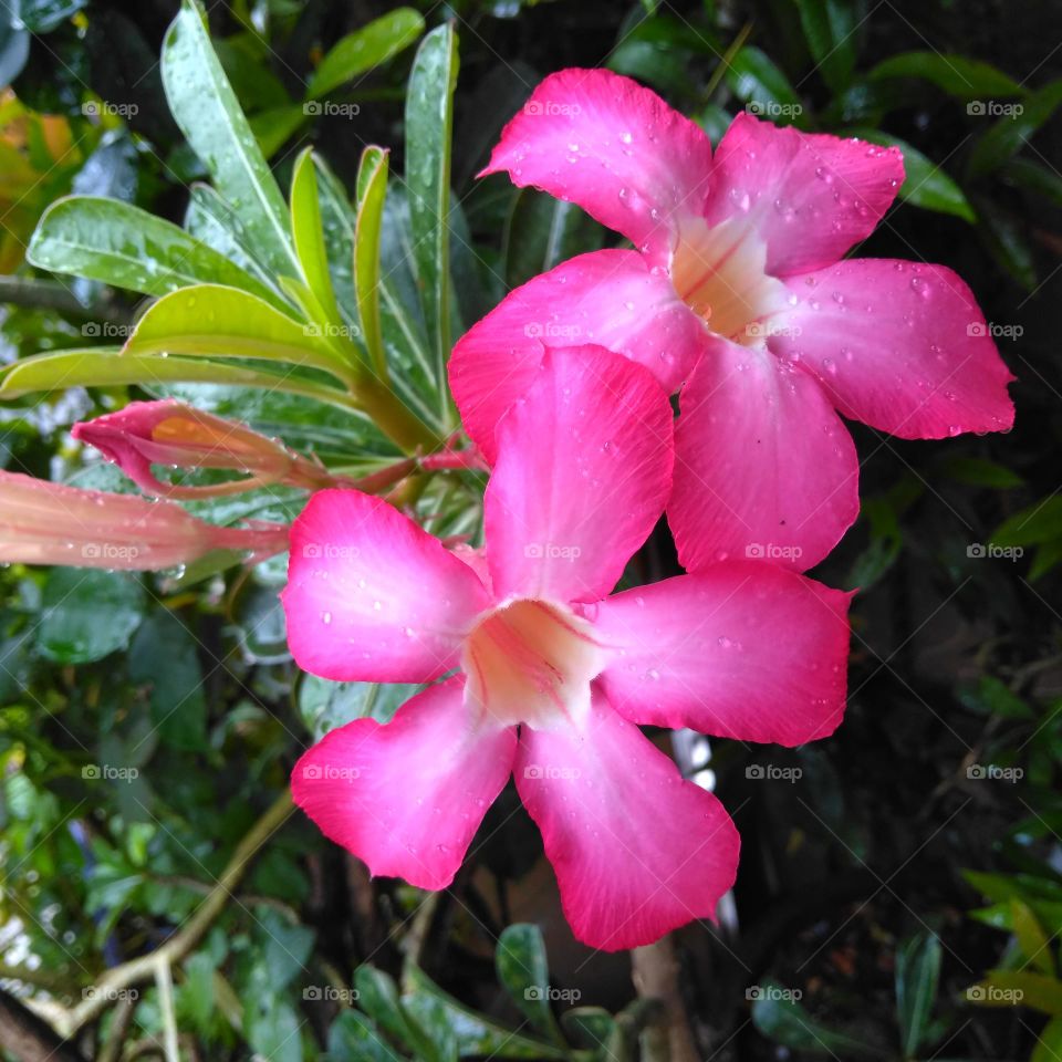 Pink flower on the park