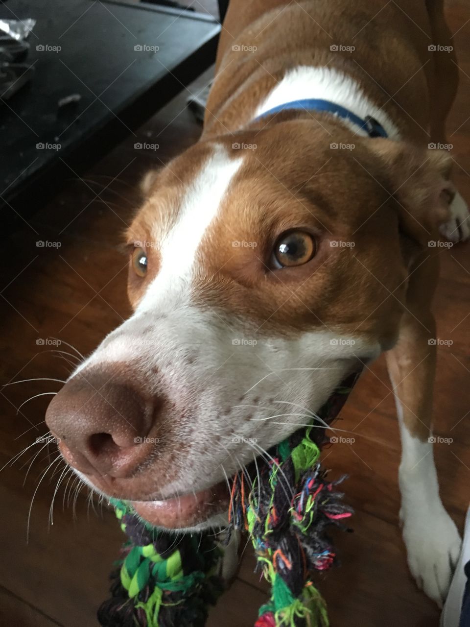 Beautiful rescue pitbull playing pull with a tope toy