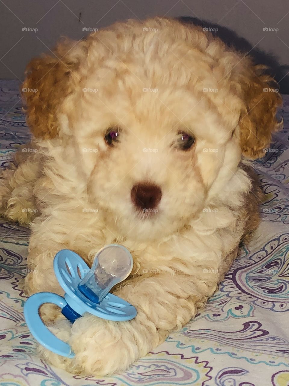 Essa pepeta é minha, Maylla 