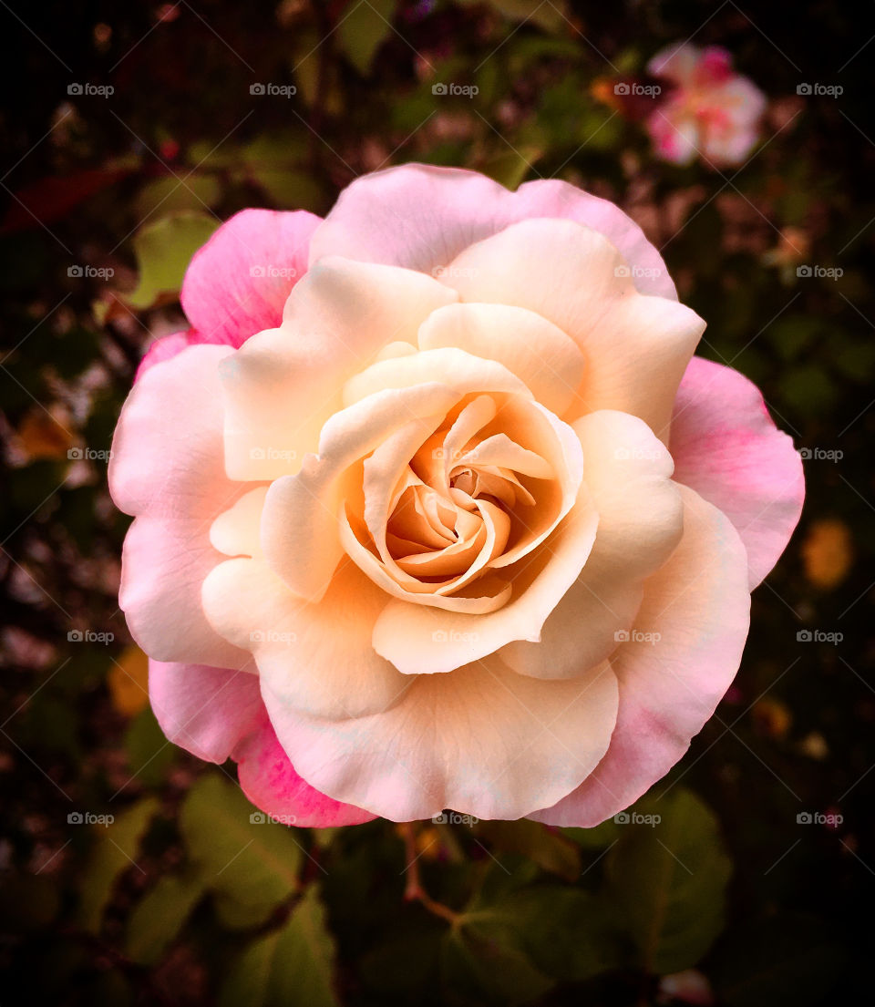 FOAP MISSIONS - Very beautiful flowers marking the year 2019. Long live nature! And the perfection of the petals of this rosebud? / Flores muito bonitas marcando o ano de 2019. Viva a natureza! E a perfeição das pétalas desse botão de rosa?