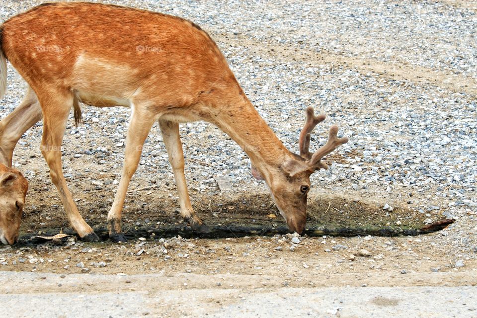 The deer is drinking water at the wells in nature. Animal photography.