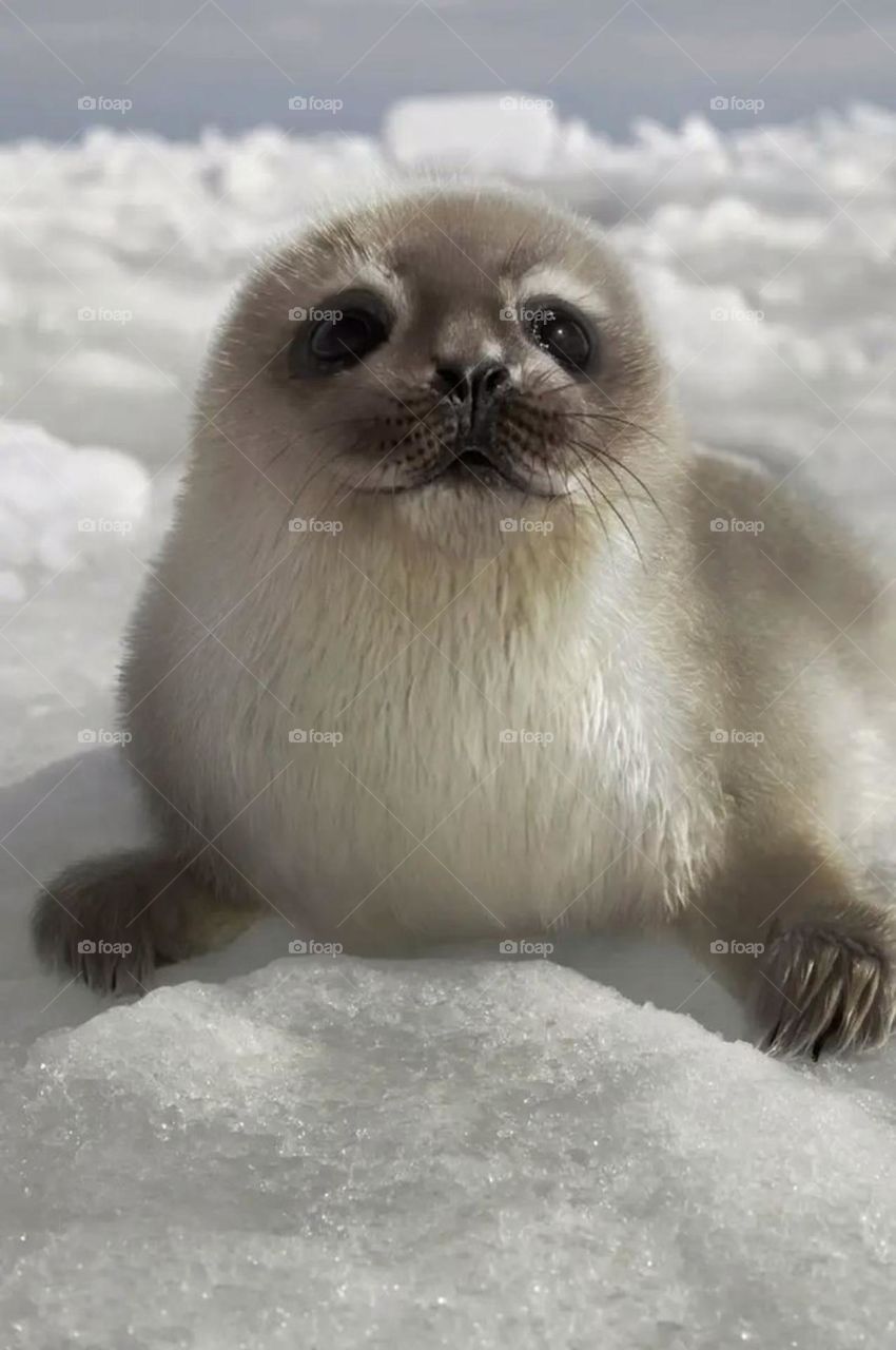 the most cutest animal ever