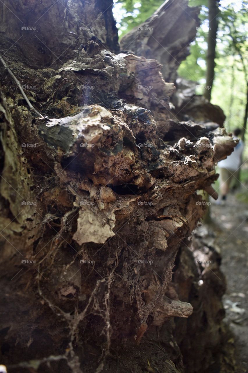 Interesting tree roots!