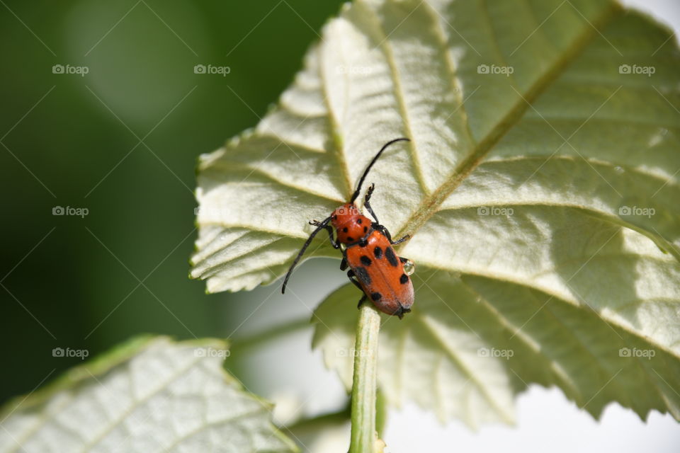 red and black beetle