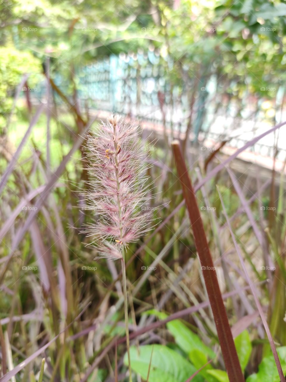 closeup shot of a peculiar weed, I found in cabbon park, Bangalore