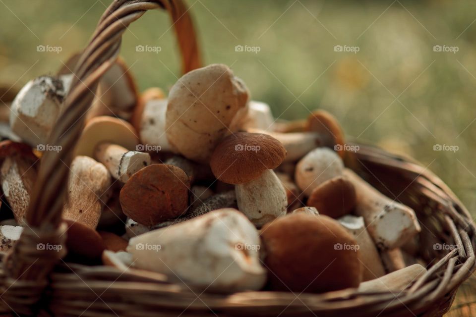 Mushrooms in a basket