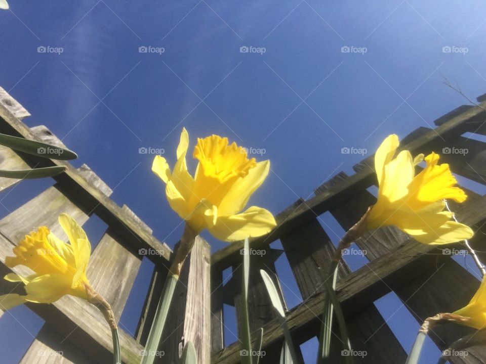 Daffodil Sky