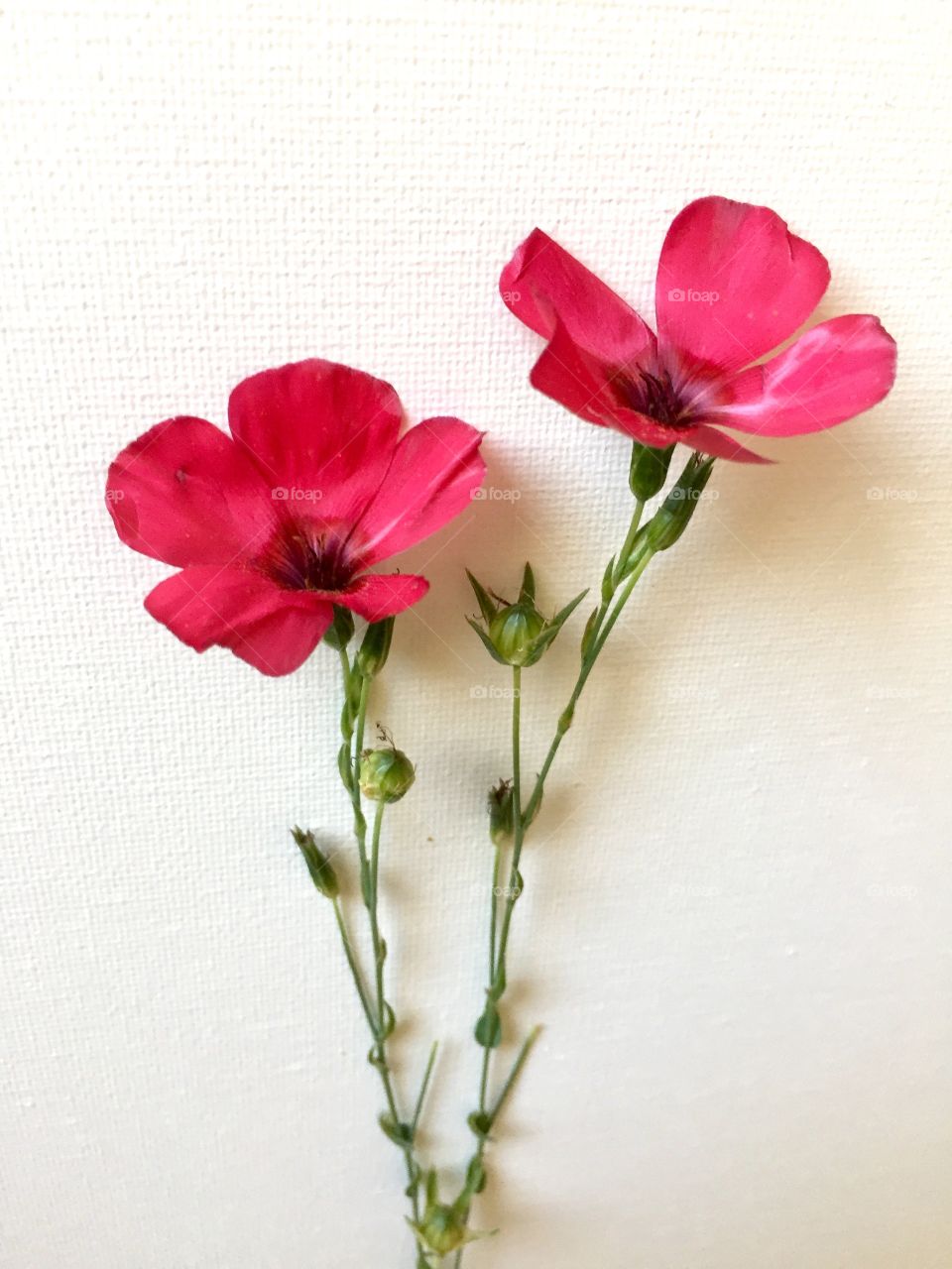 Red wildflowers