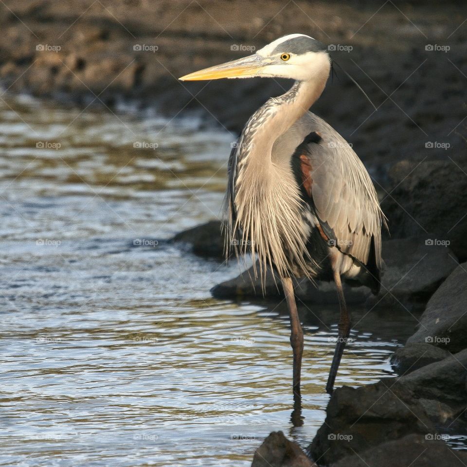 Great Blue Heron in perfect light