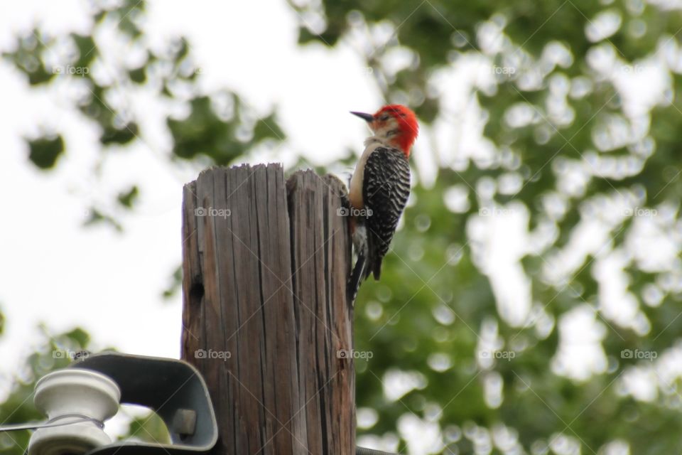 Woodpecker on Light Pole